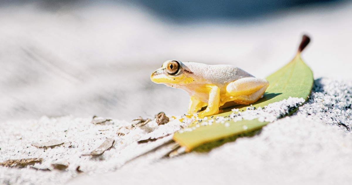 Heterixalus madagascariensis, tiny frog on a leaf.