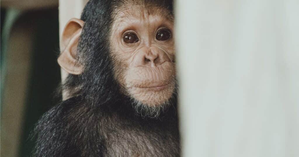 A baby orphan chimpanzee discovering our world at the Edea sanctuary.