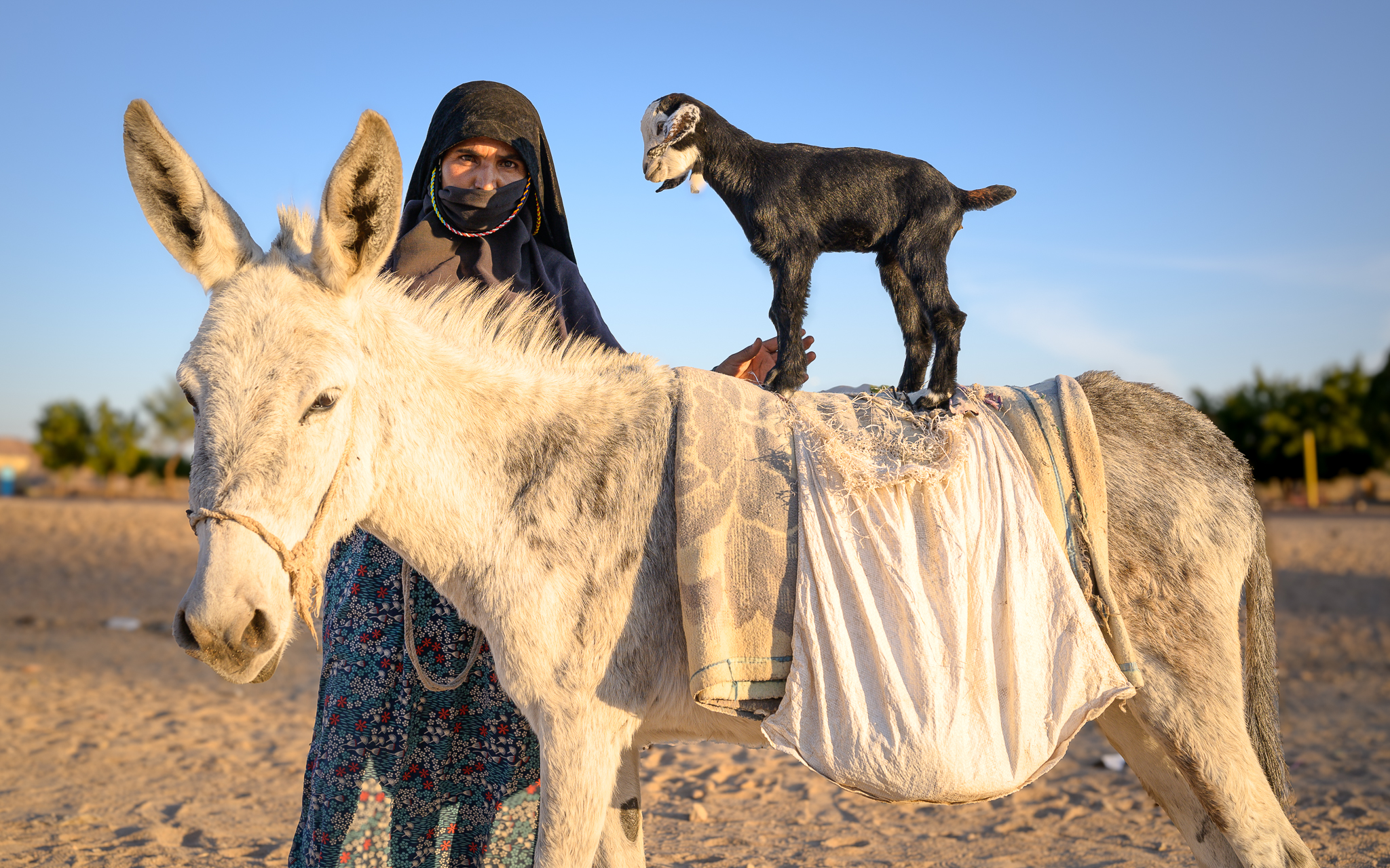 An unusual and funny scene in the middle of the desert