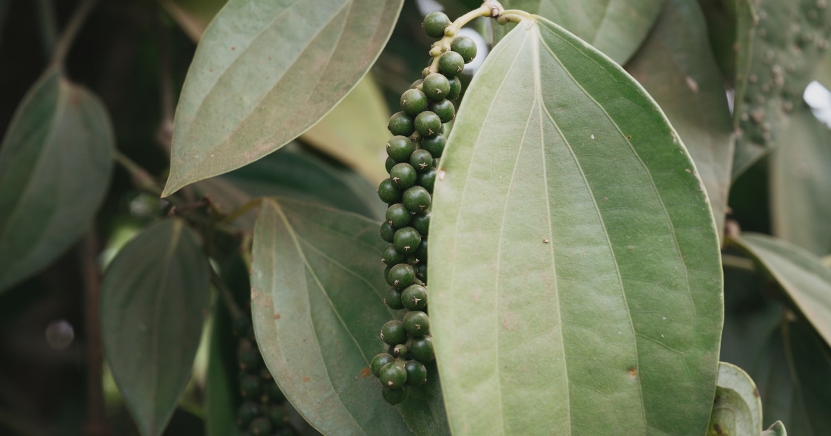 Penja green pepper on its vine.