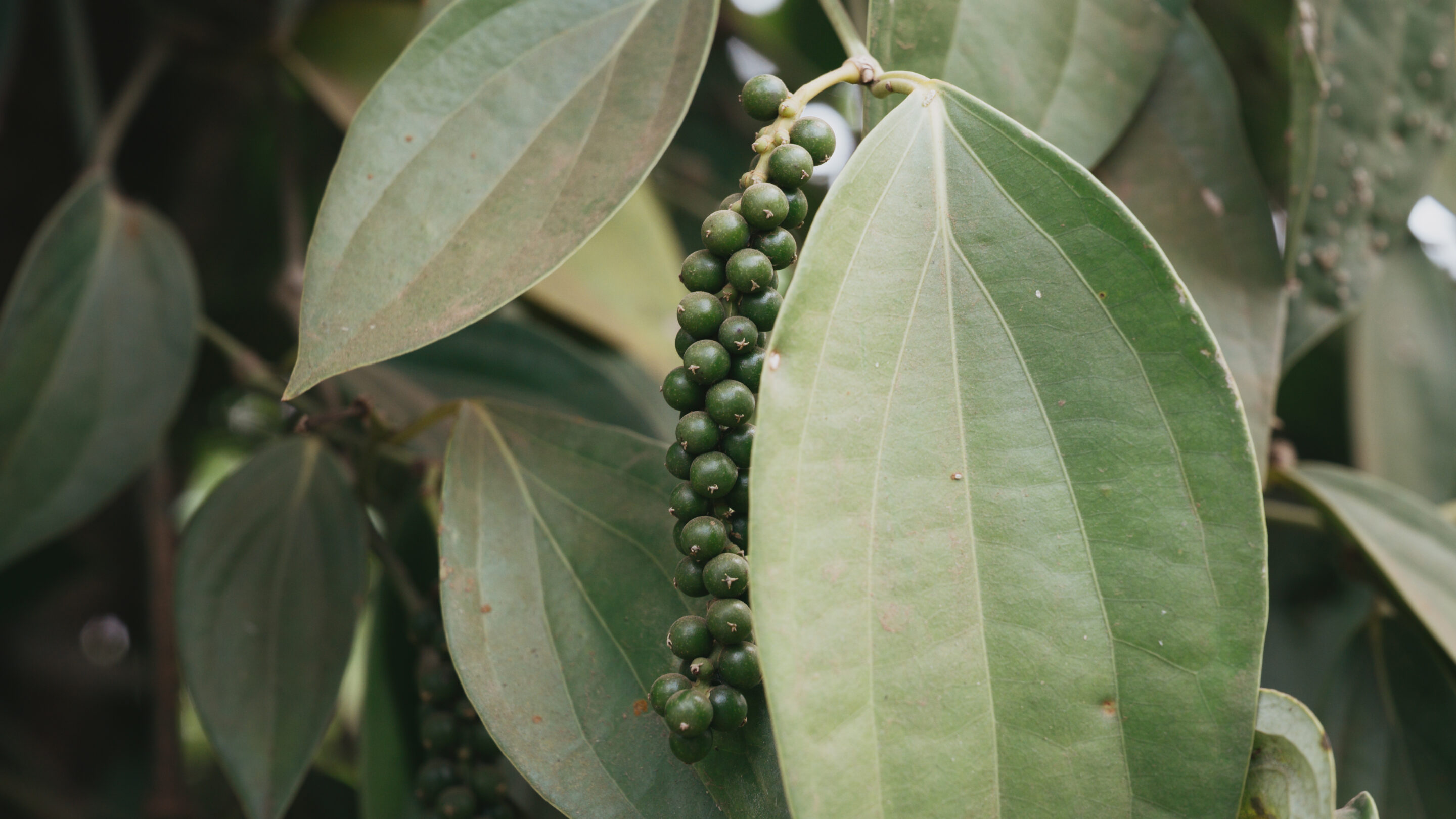 Penja green pepper on its vine.