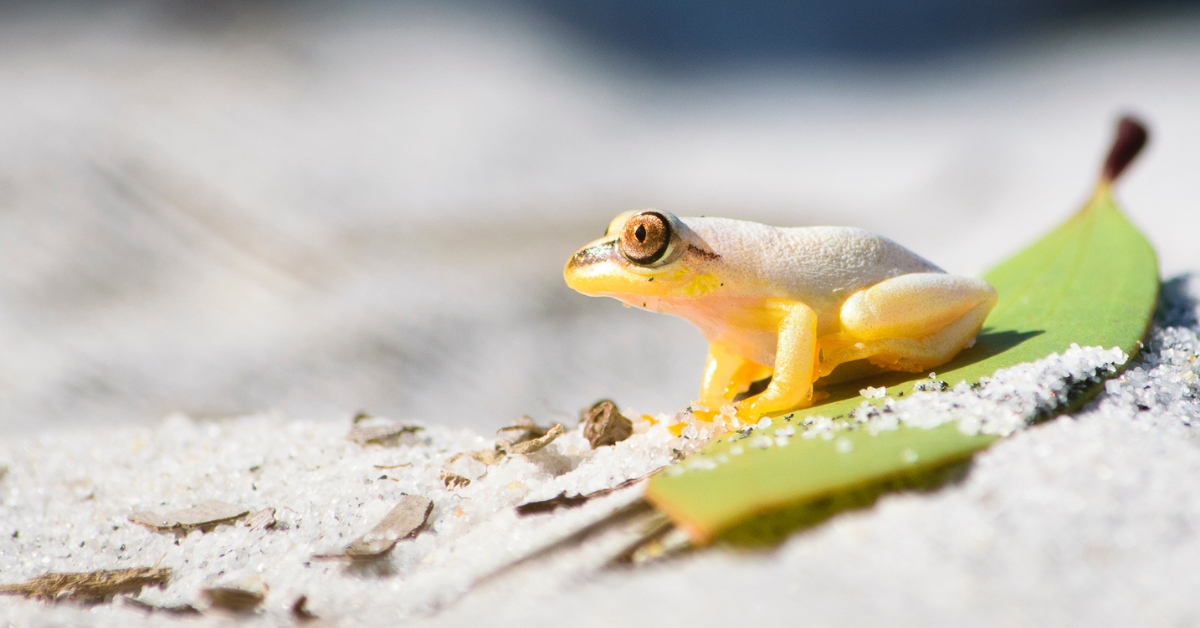 A Small Frog on A Leaf