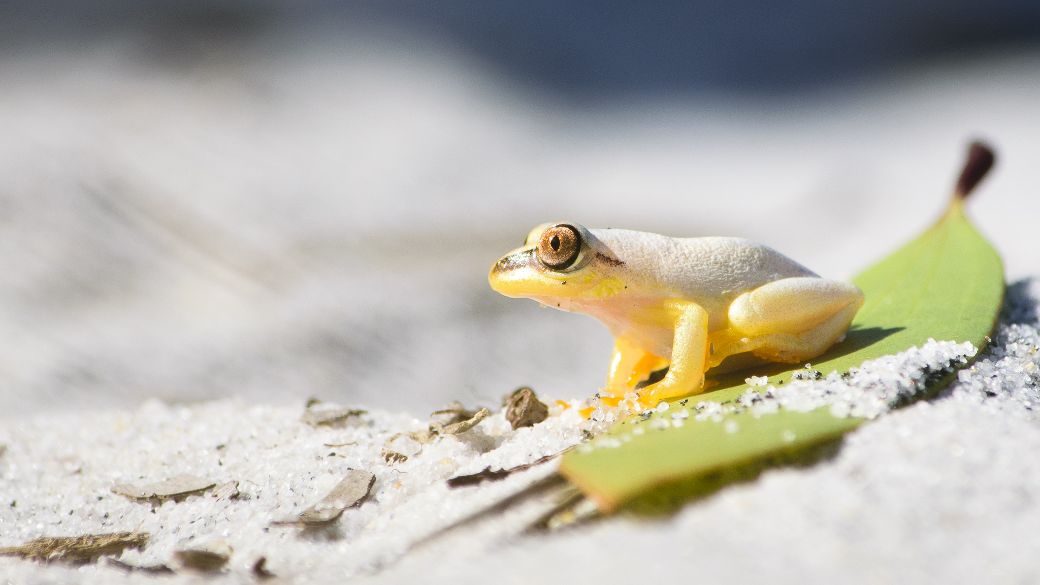 A small colorful frog sunbathing on a leaf in Toamasina, Madagascar