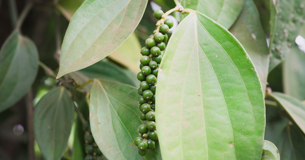 Penja Pepper Production