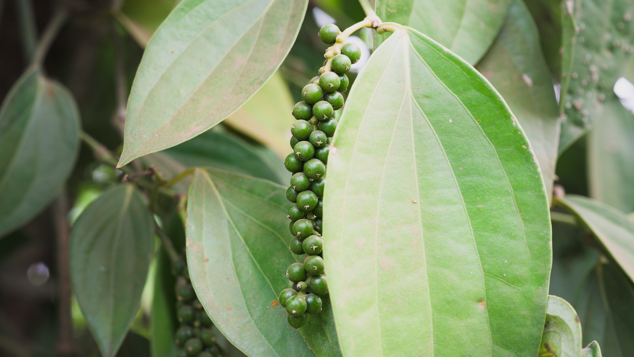 Pepper production in Penja