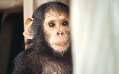 Little Chimpanzee, Big World