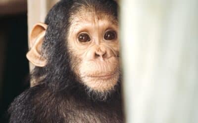 Little Chimpanzee, Big World