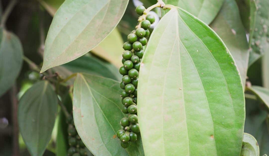 Penja Green Pepper