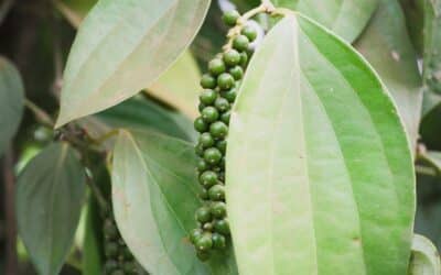 Penja Green Pepper