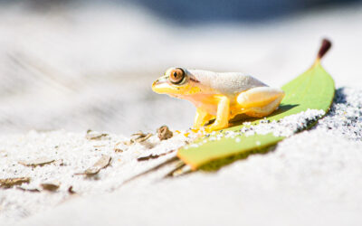 White Frog on a Leaf