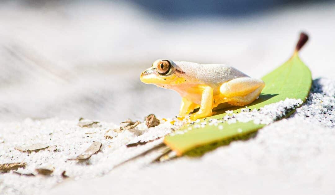 White Frog on a Leaf