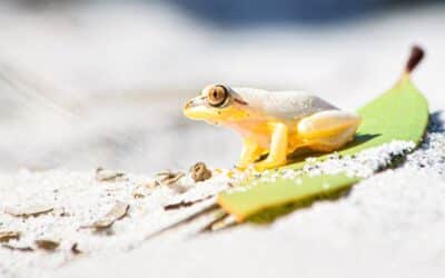 White Frog on a Leaf