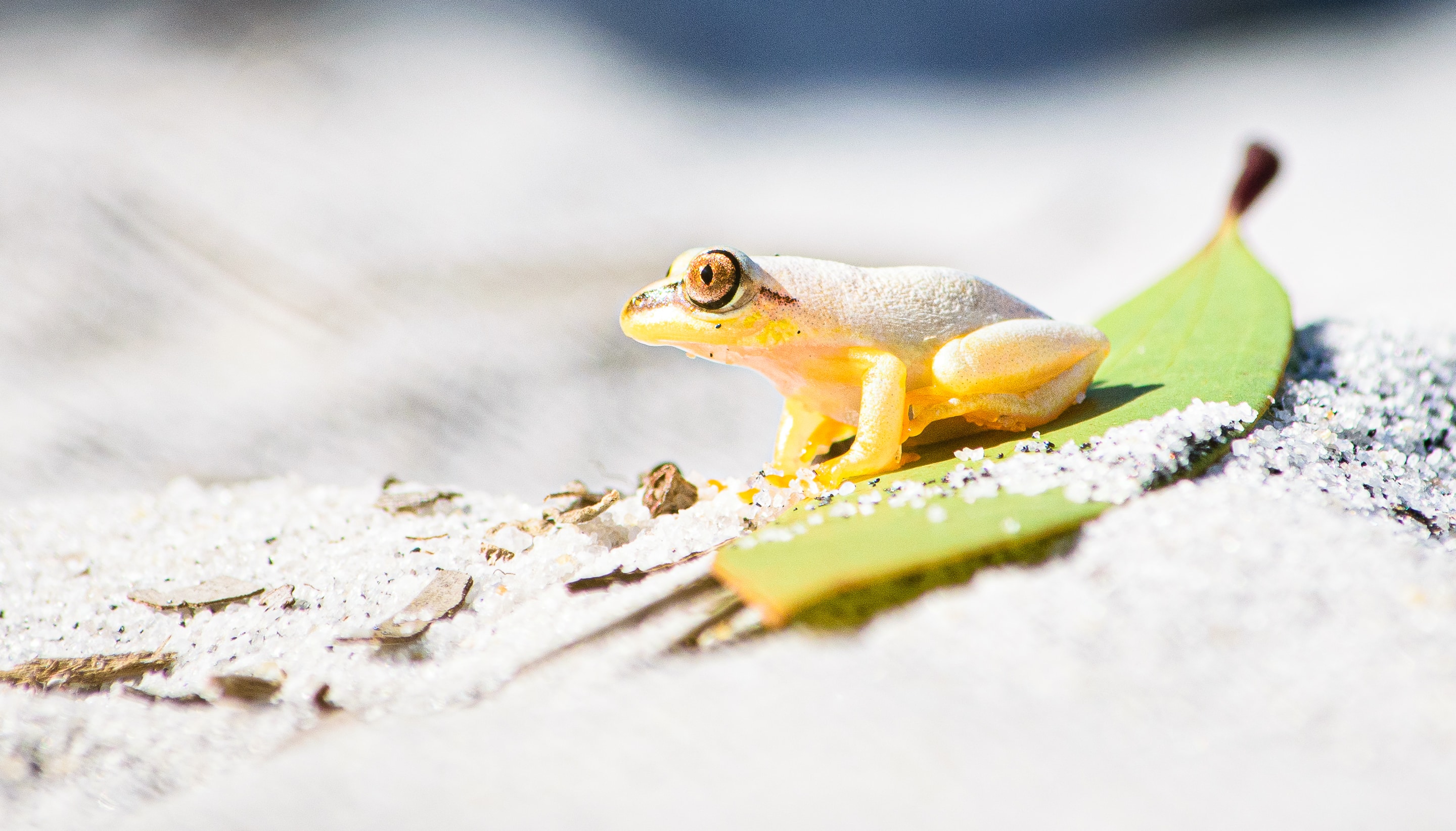 White Frog on a Leaf
