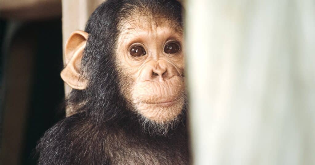 Little Chimpanzee