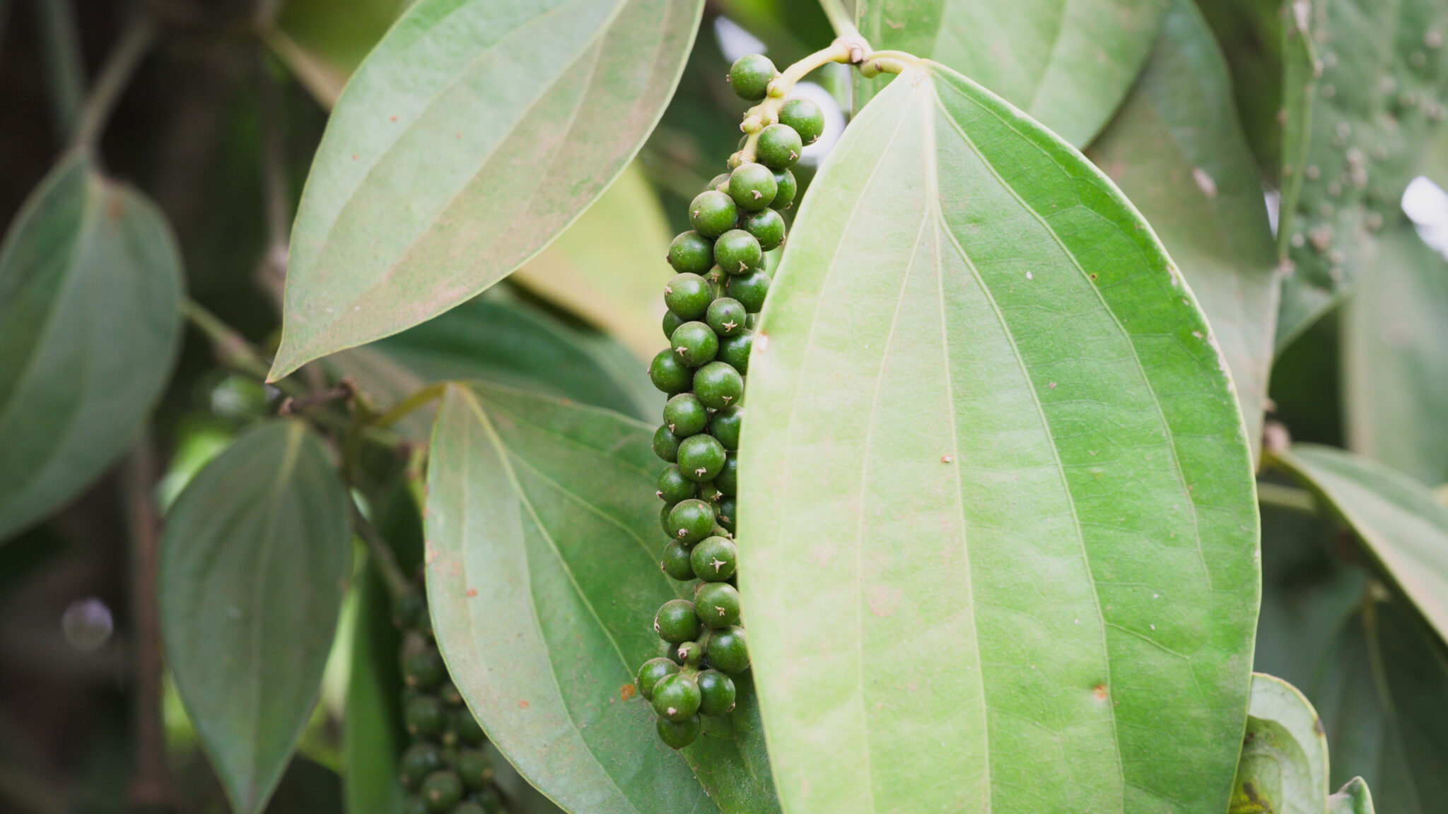 The Penja Green Pepper