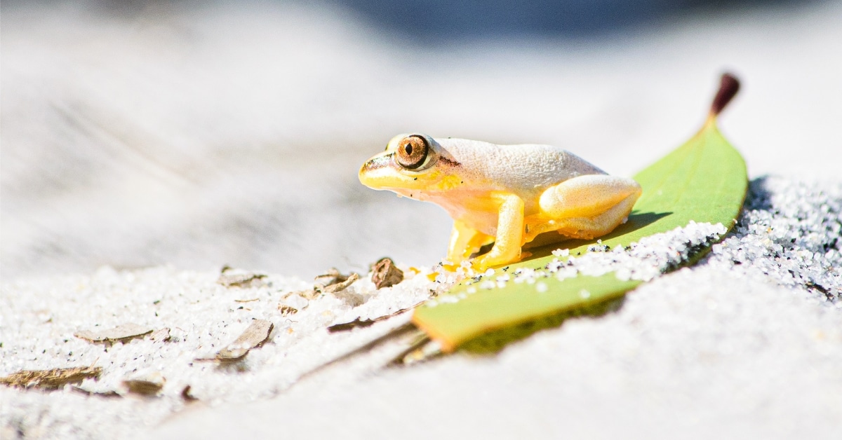 White frog in Toamasina, Madagascar by Florian Huguenin Photography