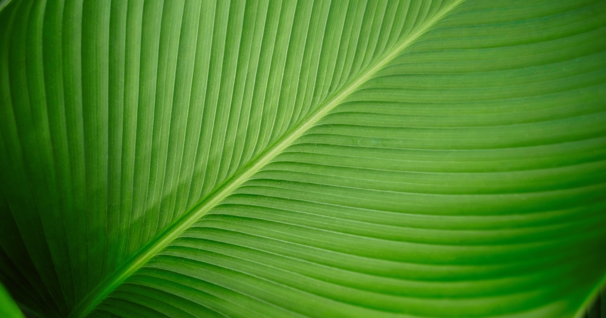 Idool & Tello’s waterfalls: An Adamawa expedition